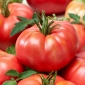 Tomato ladang "Raspberry Warsaw" - 175 biji - Lycopersicon esculentum Mill  - benih