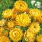 طلایی مادام، Strawflower - 1250 دانه - Xerochrysum bracteatum
