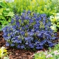Синя овална лобелия; градина лобелия, изоставаща лобелия - 6400 семена - Lobelia erinus
