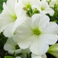 Biele veľké kvety petúnie - 80 semien - Petunia x hybrida  - semená