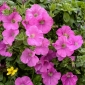 Ροζ μεγάλης ανθοφορίας πετούνια - 80 σπόροι - Petunia x hybrida 