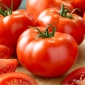 עגבנייה "Tolek" - פירות גדולים, ניתן לקלף בלי blanching - Lycopersicon esculentum Mill  - זרעים