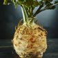 Celleriac "Dolvi" - големи корени с бяло, кремаво, нежно месо; коренова клетка - 900 семена - Apium graveolens
