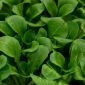 Baby Leaf - Endive "Zuccherina di Trieste"; čekanka - 972 semen - Chichorium intybus - semena