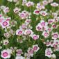 Maiden pink - white-red flowers - 2250 seeds