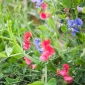 Happy Garden - "Sladký hrášok, ktorý šplhá so mnou" - Semená, ktoré deti môžu rásť! - 24 semien - Lathyrus odoratus