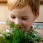Happy Garden - "Dill with skill" - البذور التي يمكن أن ينمو الأطفال! - 2430 بذور - Anethum graveolens L.  - ابذرة