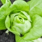 Glad hage - Salat - 945 frø - Lactuca sativa