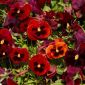 Taman swiss Swiss "Alpenglow" - gelap-merah, dihiasi - 360 biji - Viola x wittrockiana Schweizer Riesen - benih