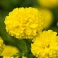 Meksika kadife çiçeği "Mann im Mond" - uzun boylu büyüyen çeşididir, limon çiçekleri - 270 tohum - Tagetes erecta  - tohumlar