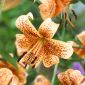 Lily Tiger Babies - 