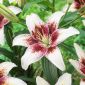 Asiatic lily - Tribal Kiss