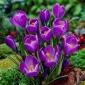 Crocus vzpomínka - 10 květinové cibule - Crocus Remembrance