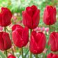 Tulpansläktet Ile de France - paket med 5 stycken - Tulipa Ile de France