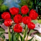 Tulpansläktet Miranda - paket med 5 stycken - Tulipa Miranda