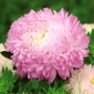 Aster "božur-cvijet" Anielka - bijelo-roza - 288 sjemenki - Callistephus chinensis  - sjemenke