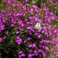 Fialová zahrada lobelia "Mitternachtsblau", hrana lobelia, vlečná lobelia - 6400 semen - Lobelia erinus - semena
