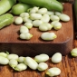 Široké fazole "White Windsor" - OŠETŘENÉ SEMENY - Vicia faba L. - semena