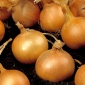 Onion "Kristine" - 750 seeds