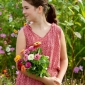 Happy Garden - "Zinnias, záhradné hostesky"; Dahlia-kvetovaný zinnia - odrodový mix; - 108 semien - Zinnia elegans fl.pl. Dahliaeflora - semená