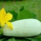 Zucchino - Kveta - Cucurbita pepo  - semi
