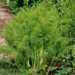 Roční fenykl "Magnafena" - 200 semen - Foeniculum vulgare Mill - semena