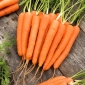 Carrot Lenka seeds - Daucus carota - 4250 seeds