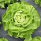 Salat Hode - Bona - 900 frø - Lactuca sativa L. var. Capitata