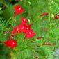 Червена сутрешна слава, Redstar - 38 семена - Ipomea pennata