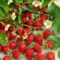野草莓里贾纳种子 - 草莓属vesca  -  320种子 - Fragaria vesca - 種子