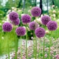Allium Jeho Excelence - květinové cibulky / hlíza / kořen - Allium His Excellency