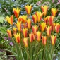 Tulpės Chrysantha - pakuotėje yra 5 vnt - Tulipa Chrysantha