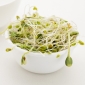 Sprouting seeds - Healthy duo - alfalfa and clover