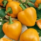 Pepper "Aphrodite" - yellow, block-type variety for field and under cover cultivation