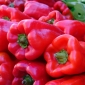 辣椒“Balladyna” - 红色，块状品种，适合田间和覆盖栽培 - Capsicum L. - 種子