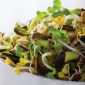 Sprouting frø - Winter Energy Mix - 