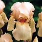 Iris barbu - Dans le jape; Iris à la barbe allemande