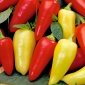 Pepper "Monanta" - elongated, sharp-tipped, red, yellow-red or yellow variety for field and tunnel cultivation