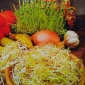 Ruska mešanica Sprout -  - semena