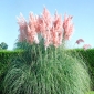 ทุ่งหญ้าสีชมพูทุ่งหญ้า - Cortaderia selloana - 156 เมล็ด