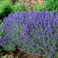 Lavándula Hidcote Blue - Lavandula angustifolia - 200 semillas - Lavendula vera
