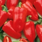 辣椒“Rubinova” - 红色和甜 - Capsicum L. - 種子