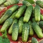 Castravete "Altaj F1" - soiuri verzi verzi, fără nici un indiciu de amărăciune - 105 de semințe - Cucumis sativus