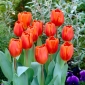 Tulipa Anno Schilder - Tulipán Anno Schilder - 5 kvetinové cibule - Tulipa Annie Schilder
