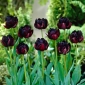 Tulipa Black Hero - Tulpe Black Hero - 5 Zwiebeln