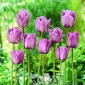 Tulipa Blue Aimable - Tulip Blue Aimable - 5 bulbs