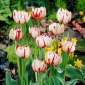 Tulipov lep karneval - tulipan lep karneval - 5 čebulic - Tulipa Carnaval de Nice
