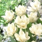 Tulipa Exotický cisár - Tulipán Exotický cisár - 5 kvetinové cibule - Tulipa Exotic Emperor