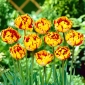 Nice Golden Tulip - Pěkné zlaté tulipány - 5 květinové cibule - Tulipa Golden Nizza
