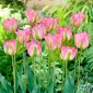 Tulipa 그린 랜드 - 튤립 그린 랜드 - 5 알뿌리 - Tulipa Groenland